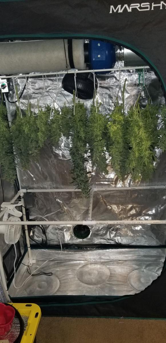 mars hydro tent indoor grow harvest.jpg