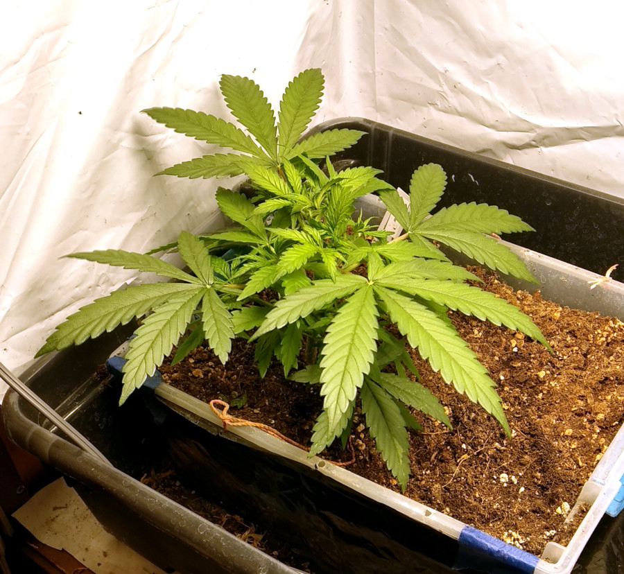 Mazar in scrog pic1 -2-920201.jpg