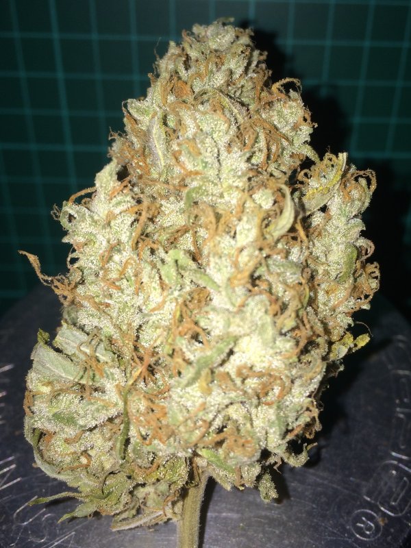 mbap bud.JPG