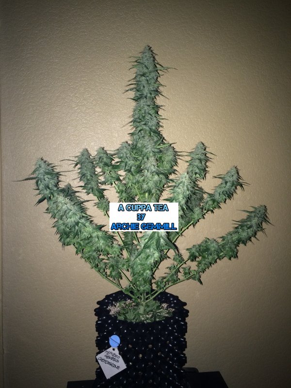 mephisto genetics chemdogging day62 cut - Copy.JPG