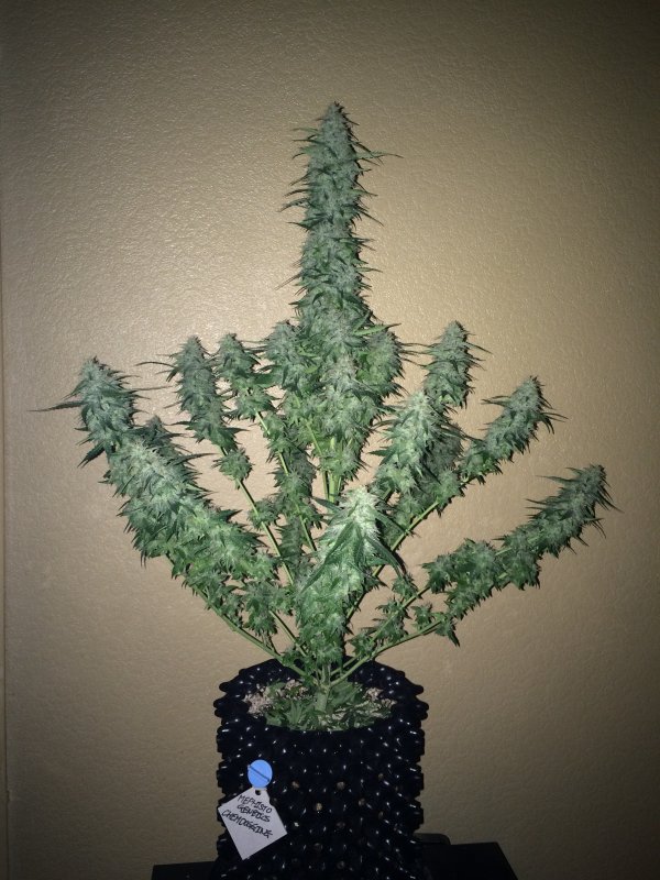 mephisto genetics chemdogging day62 cut.JPG