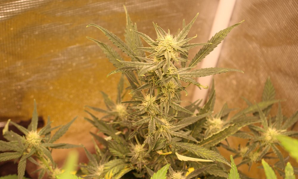 Mephisto Genetics Double Grape Day 47.jpg