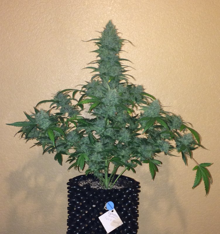 mephisto genetics sour blues 69days.JPG