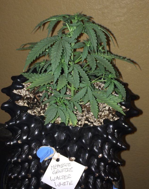 mephisto genetics walter white 27days.JPG