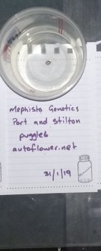 mephisto.jpg