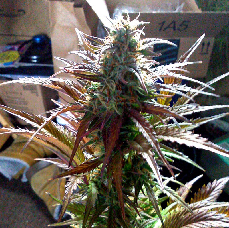 mex bud pic1 -2-3-2015.jpg