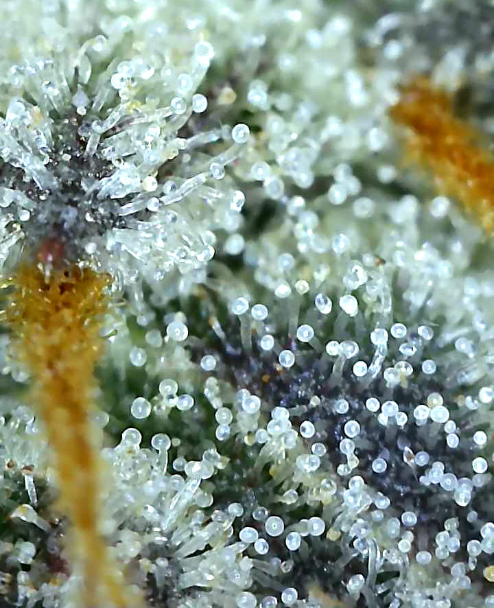 MGST.2_day84_trichs.jpg