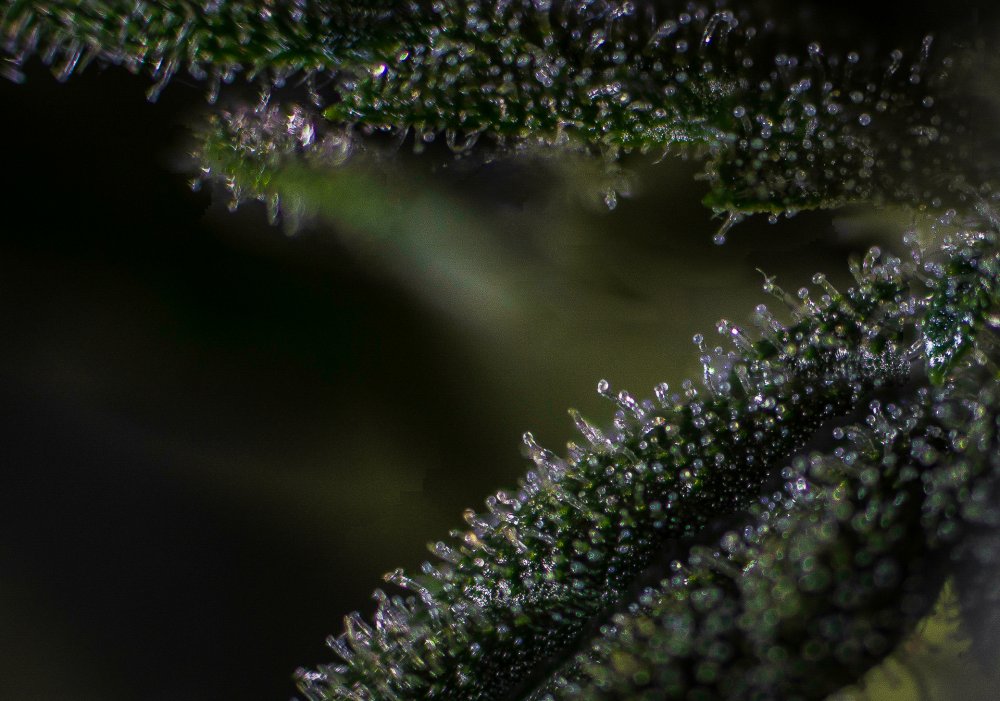 Micro GSC 4.jpg