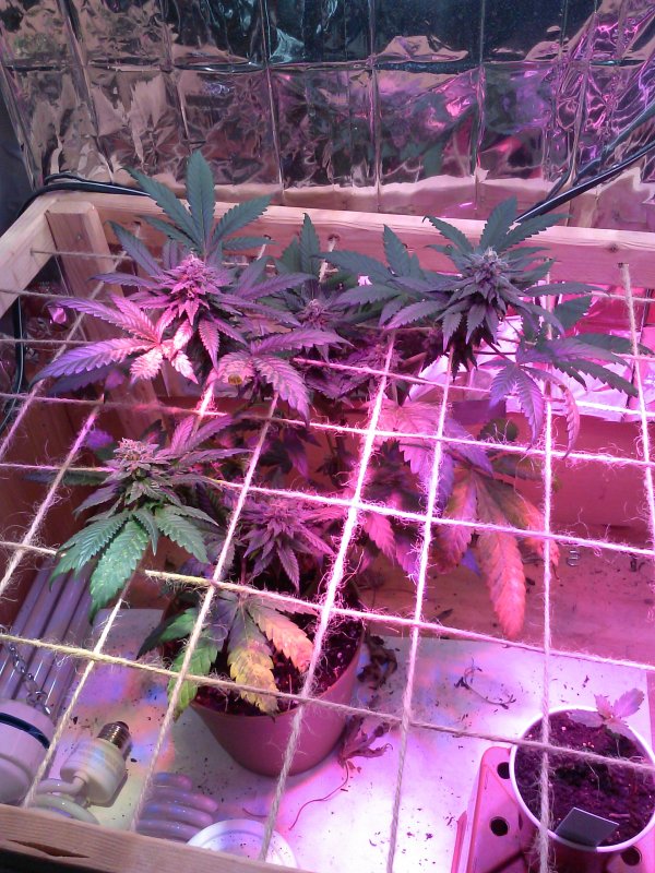 mini-scrog -1-23-2015.jpg