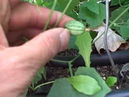 miniature watermelon.jpg