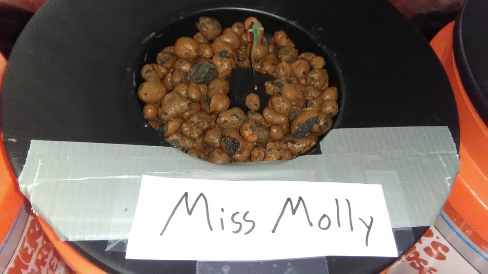 miss molly.jpg