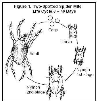 mites_fig1.gif