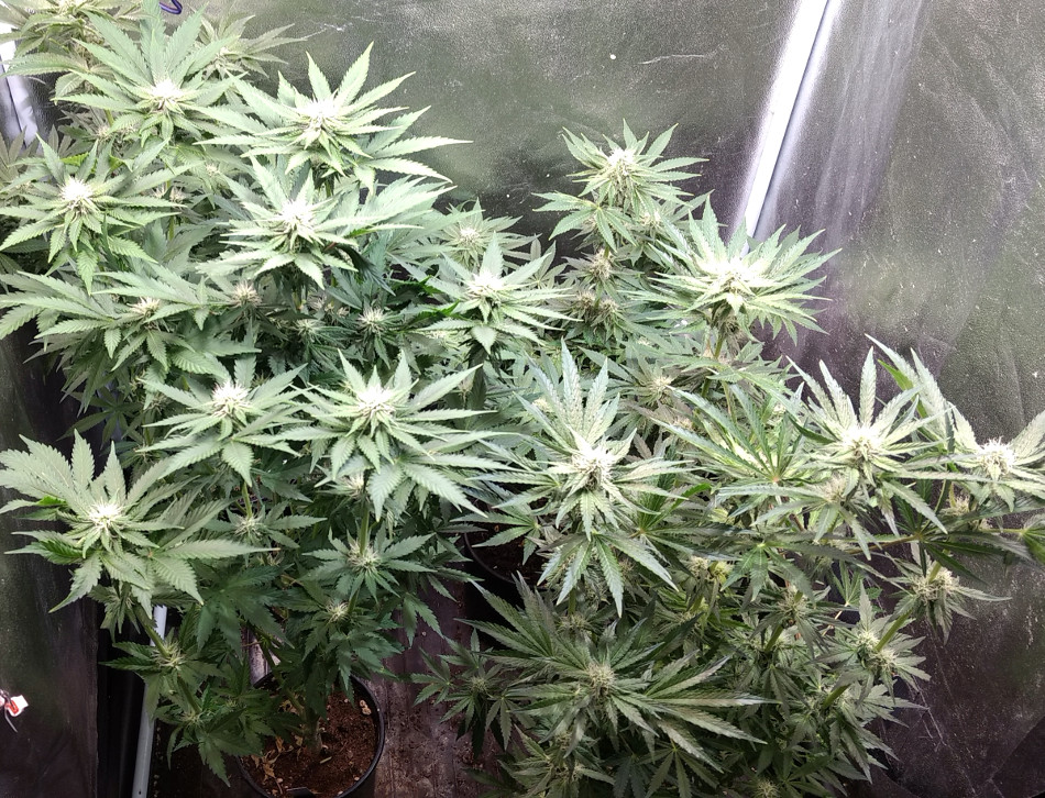 Mixed grow pic1 -11-8-2020.jpg