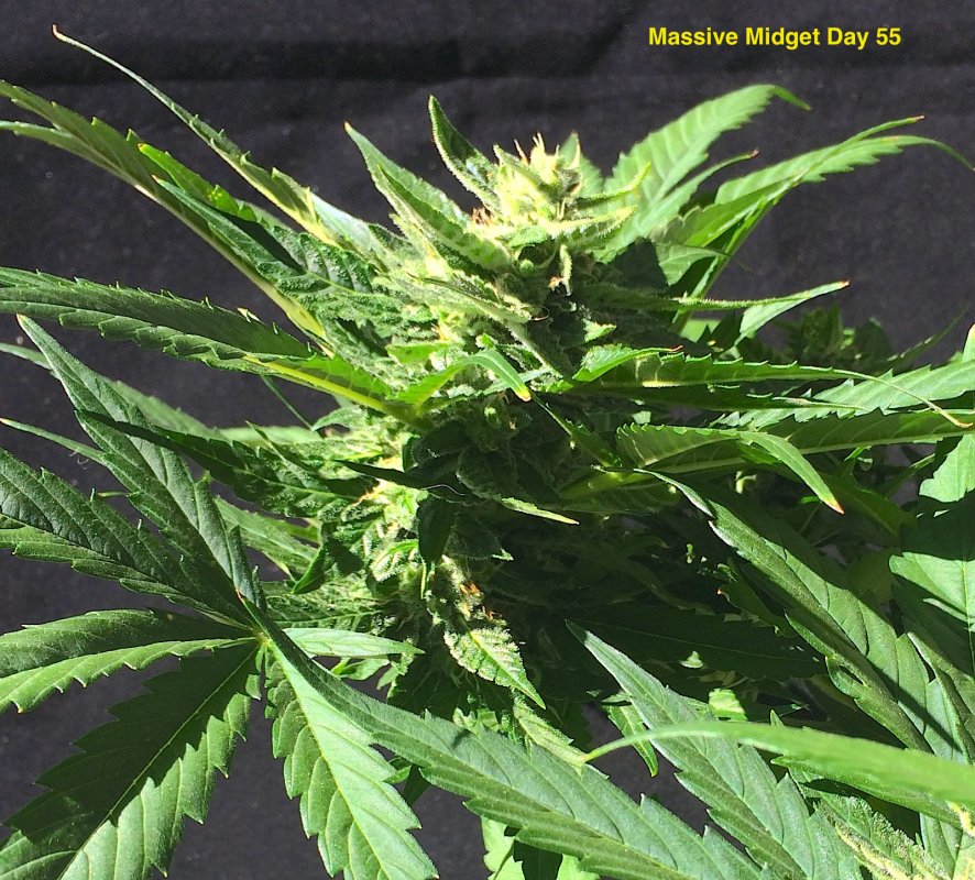 MM bud day 55.JPG