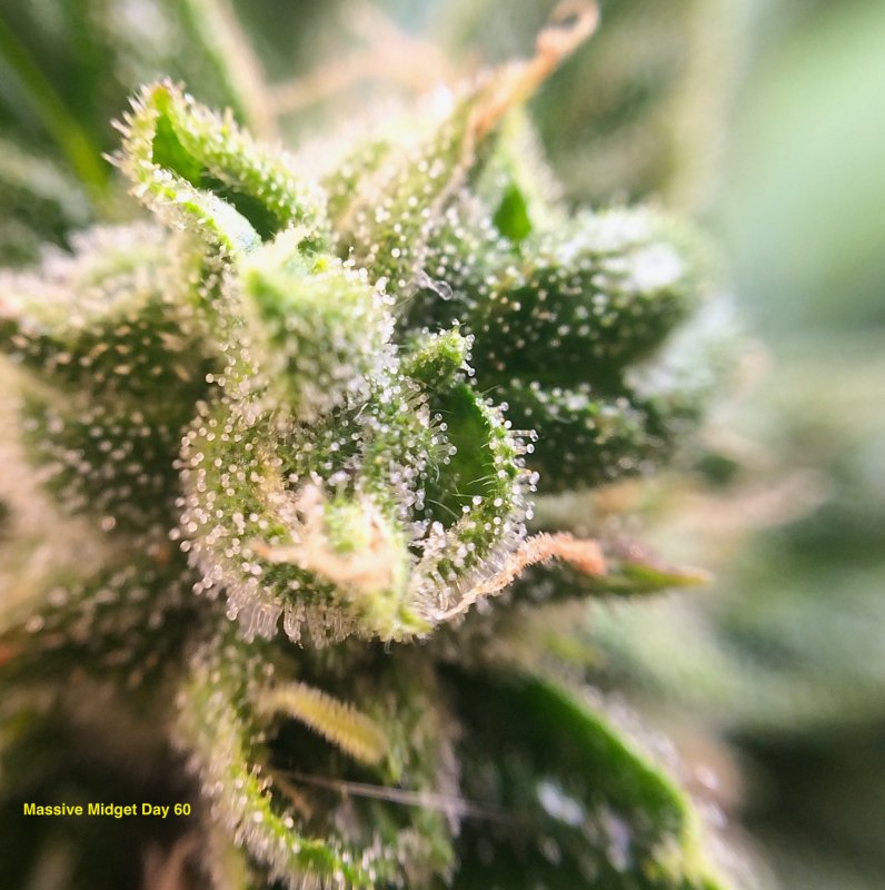 MM trichs day 60 2.JPG