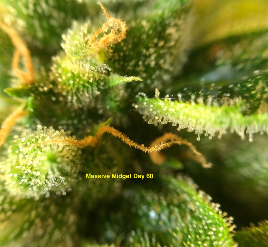 MM trichs day 60.JPG