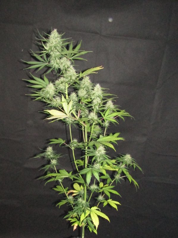 moby dick day 53.JPG