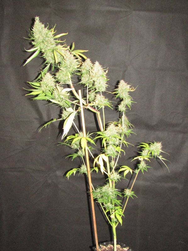 moby dick day 78.JPG