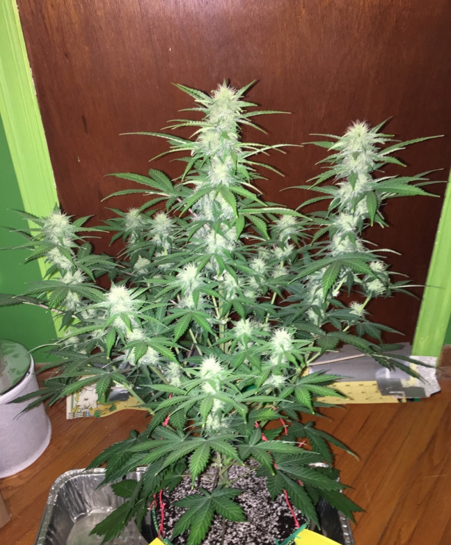 MobyDick_PlantB_53DaysCS.jpg