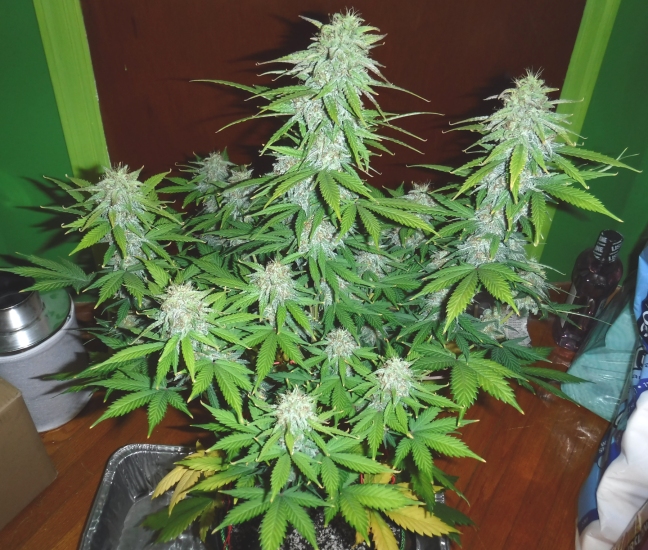 MobyDick_PlantB_74DaysDs.jpg