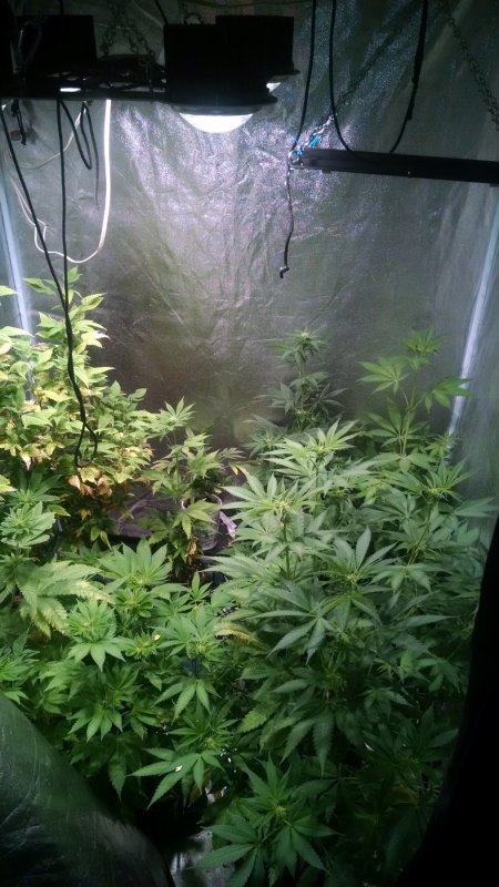 Mod420 grow pic1 -1-27-2017.jpg