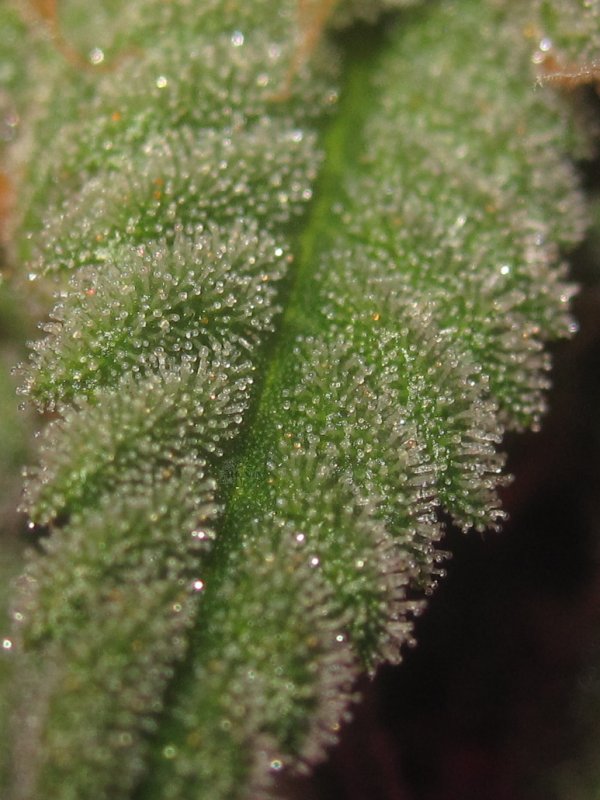 moonshadowtrichs.JPG