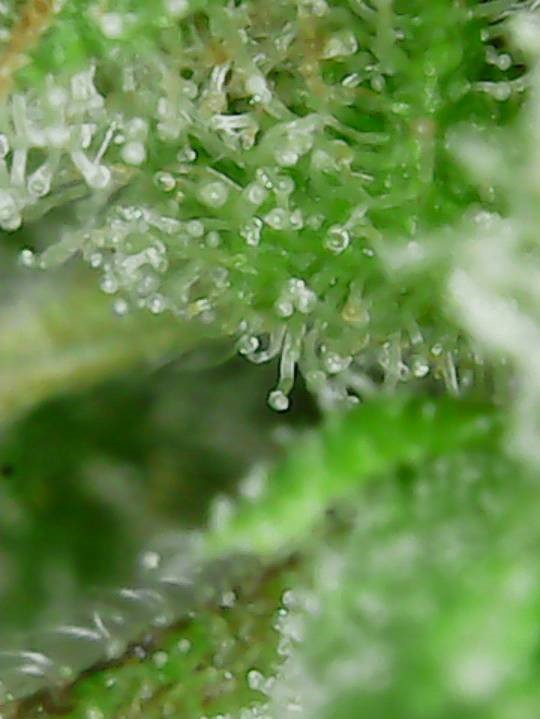 Mota CBD #4 bottom.jpg