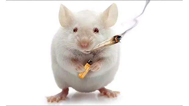 Mouse-Weed.jpg