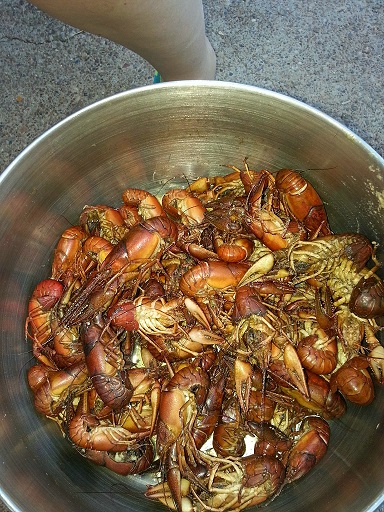 mudbugs.jpg