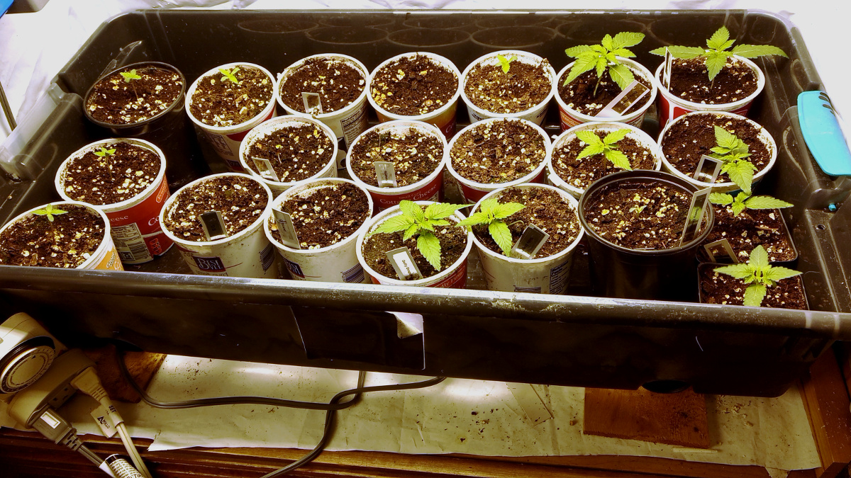 multi-grow pic1 -4-12-2020.jpg