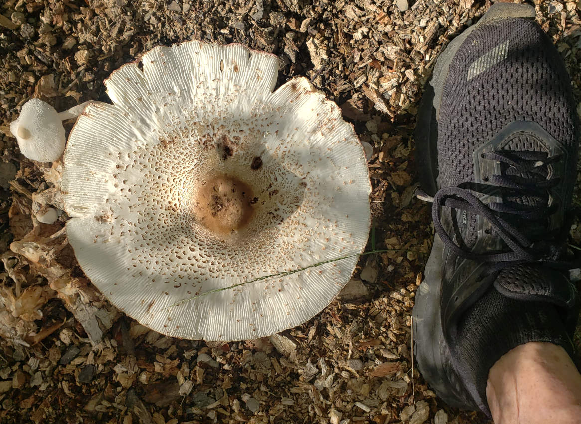 mushroom_size10.jpg