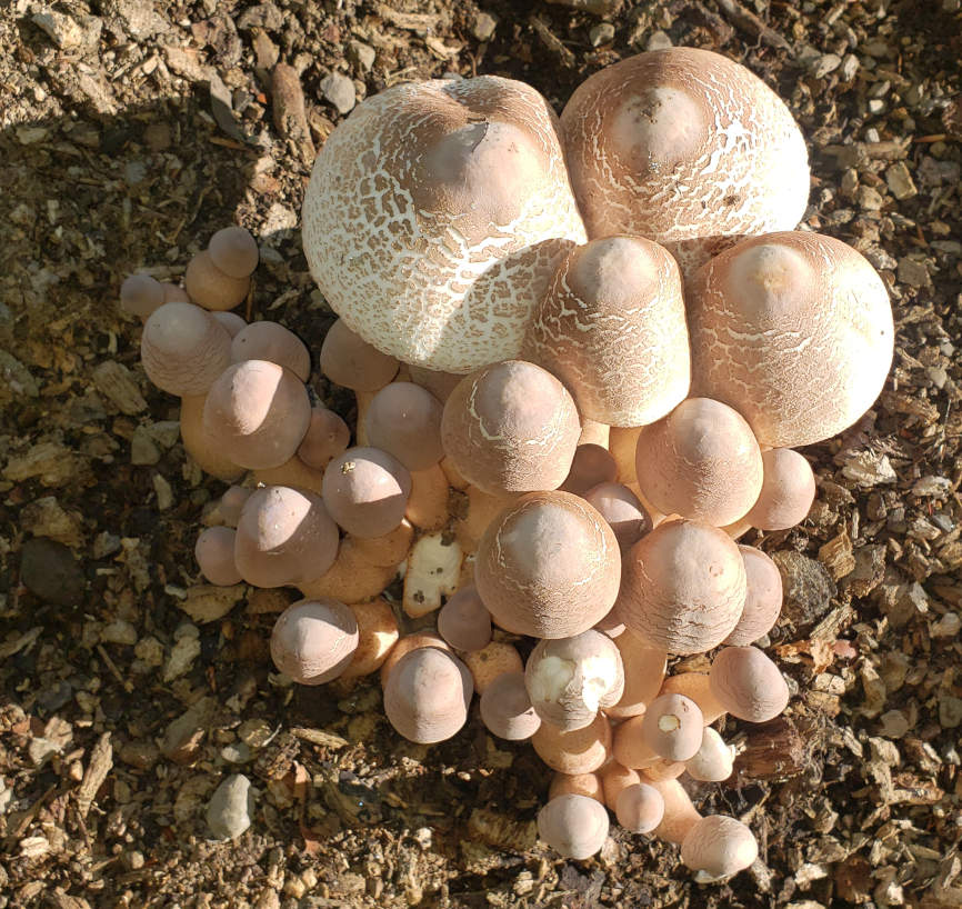 mushrooms_size3.jpg