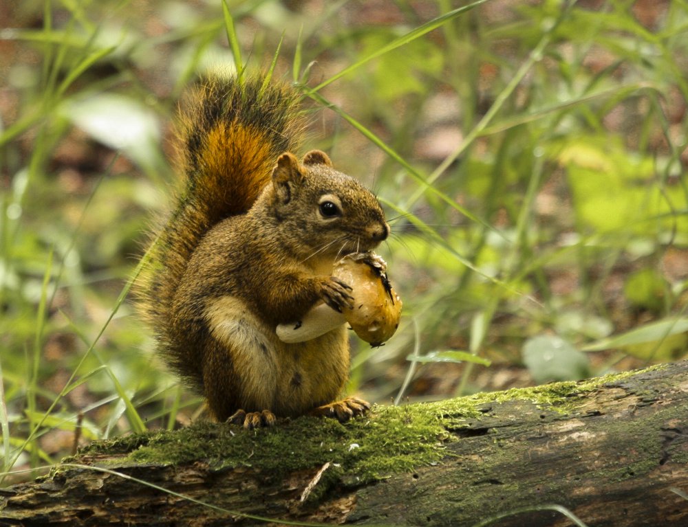 Mushy squirrel (1 of 1).jpg