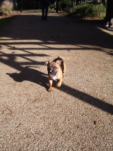 Myrtle's first walk.jpg