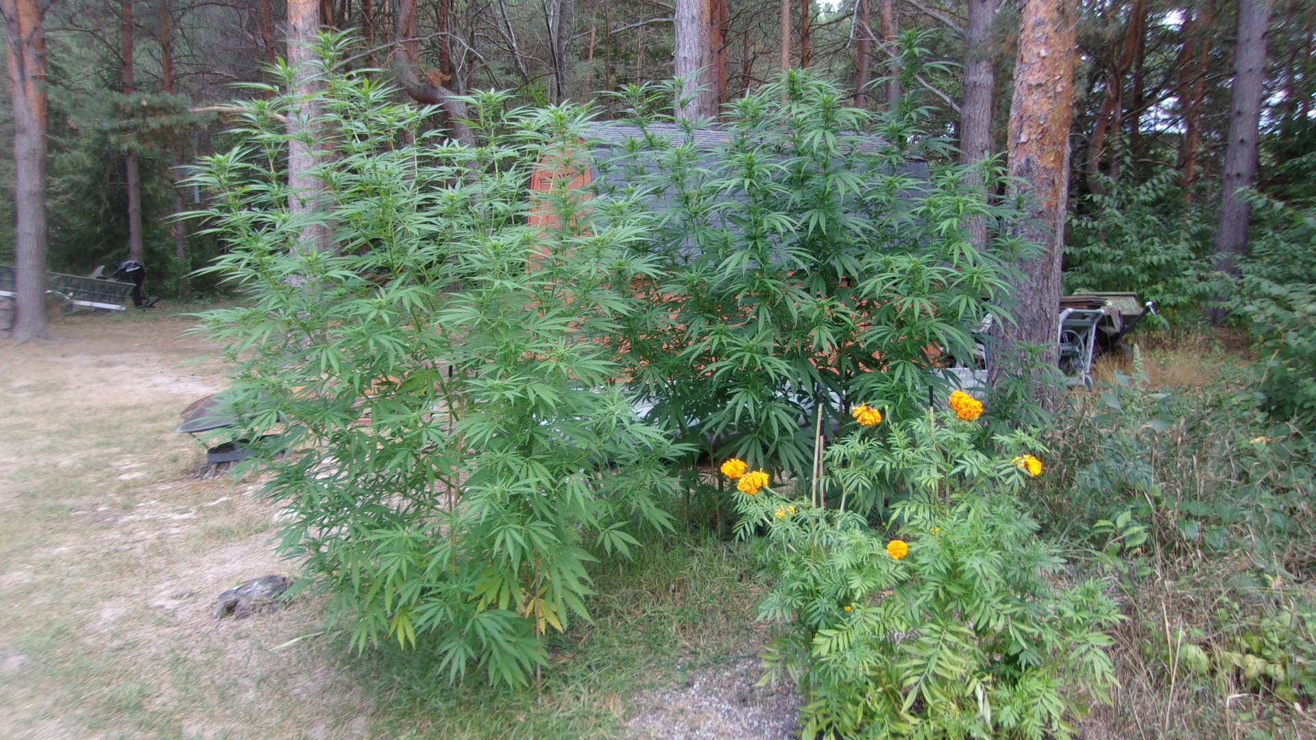 Mystery plants with a monster marigold.JPG