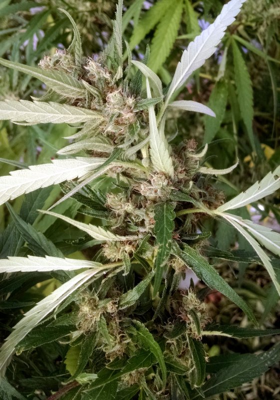 mystery weed bud pic1 -9-12-2017.jpg