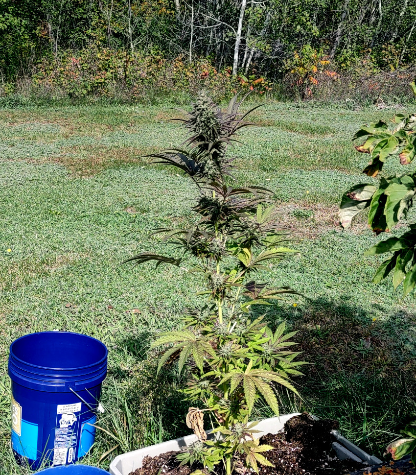 mystery weed pic1 -10-6-2021.jpg