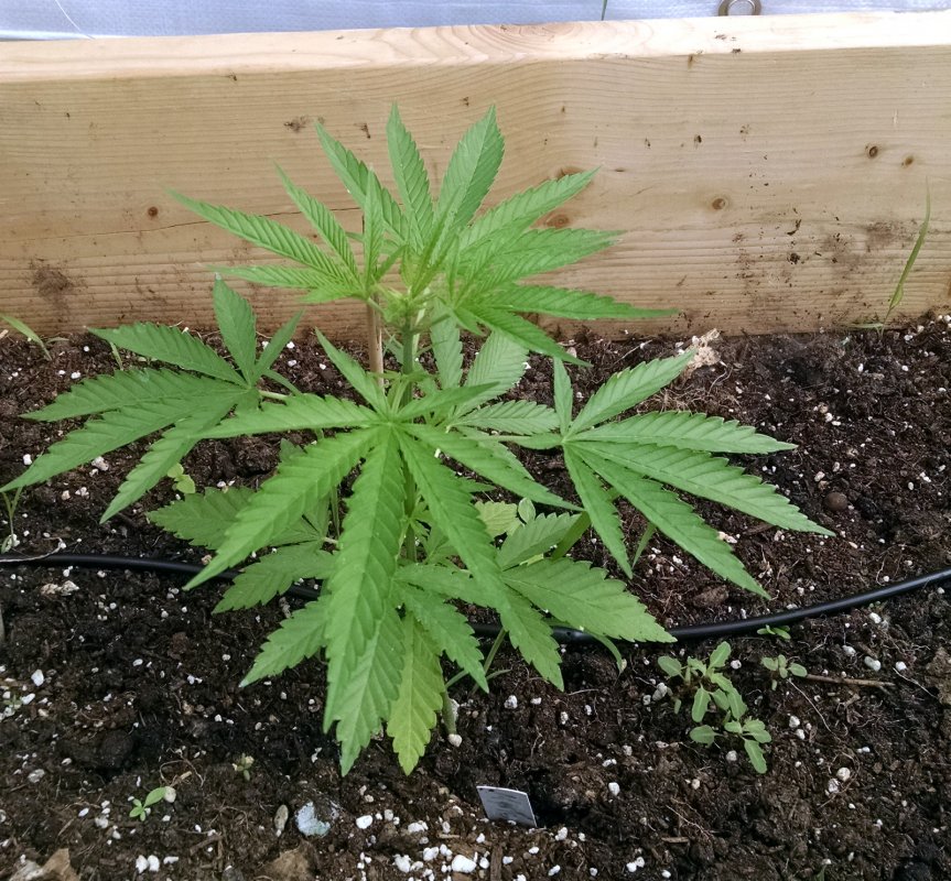 mystery weed pic1 -6-25-2017.jpg