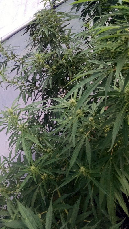 Mystery Weed pic1 -8-230-2017.jpg