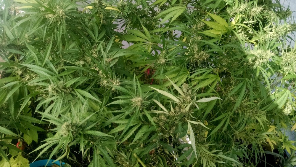 mystery weed pic1 -9-12-2017.jpg