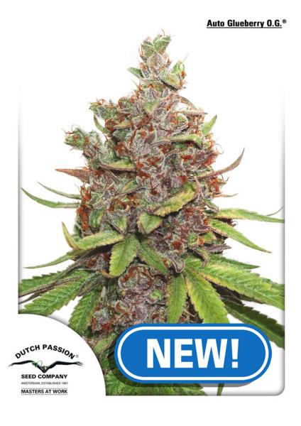 new-AGOG-AutoGlueberry-OG-Dutch-Passion.jpg