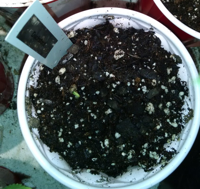 New Ducksfoot from seed pic1 -2-22-2017.jpg