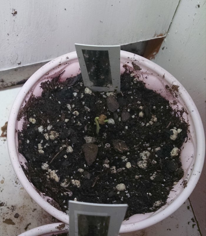 New Ducksfoot from seed pic2 -2-22-2017.jpg