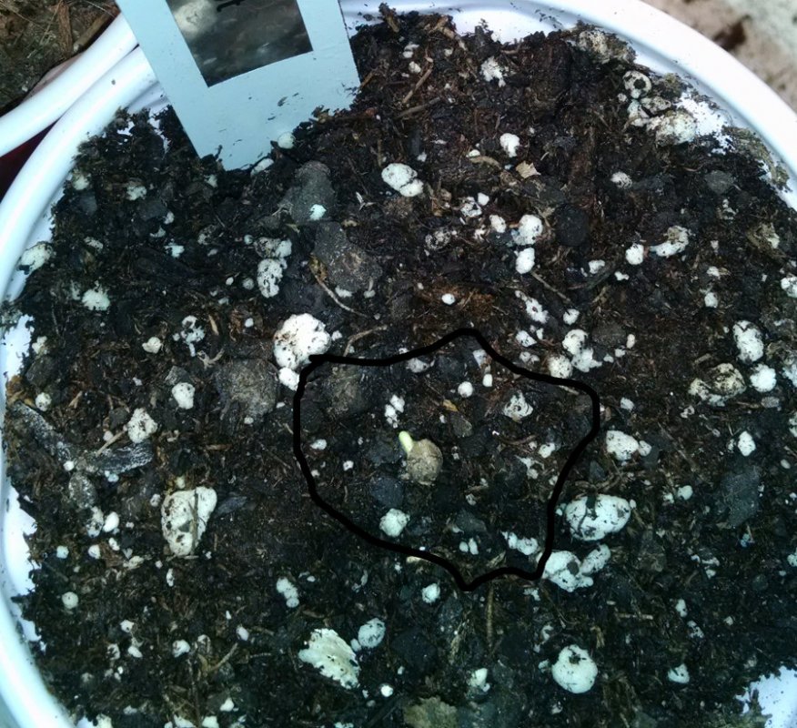 New Ducksfoot from seed pic3 -2-22-2017.jpg