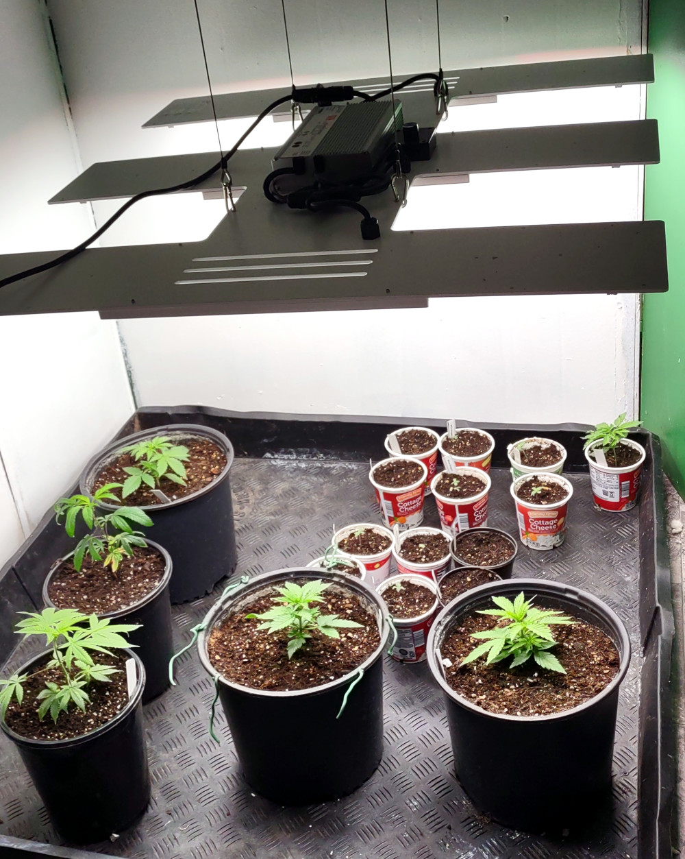 new growroom pic1 -9-20-2021.jpg