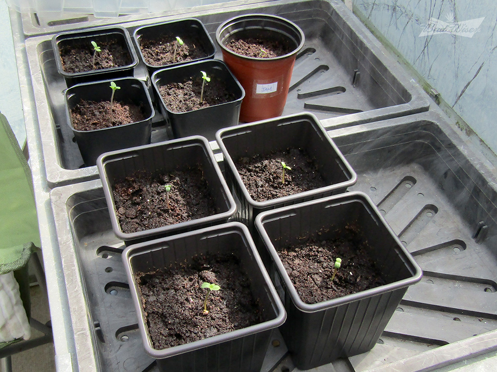 New-seedlings.jpg