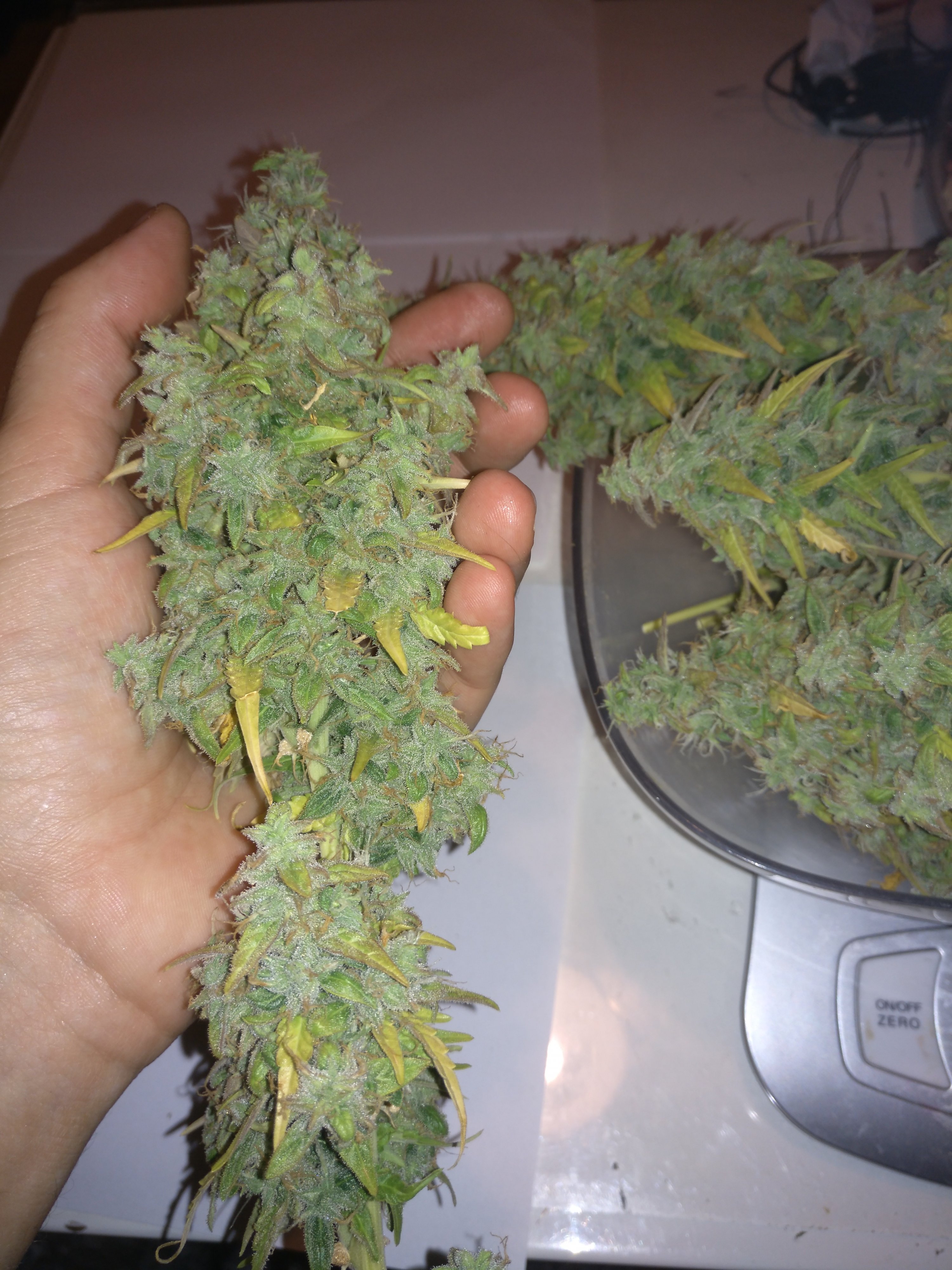 newbie J47XL day 79 harvest 3.jpg