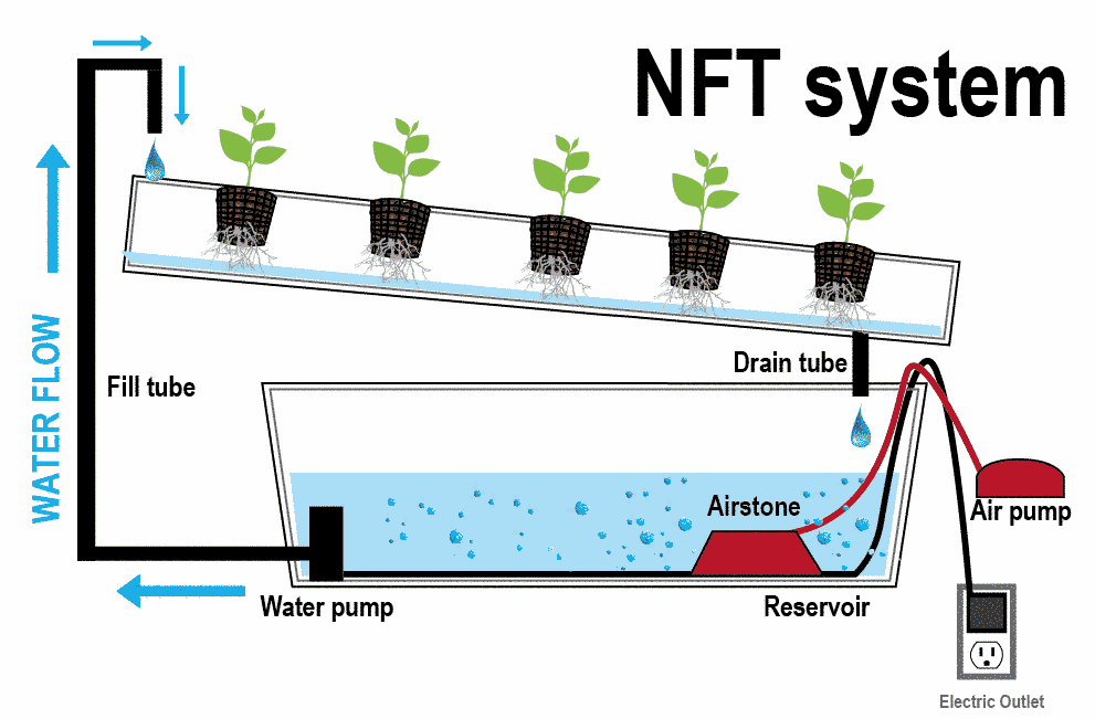 nft-nutrient-film-technique-system-explained.png