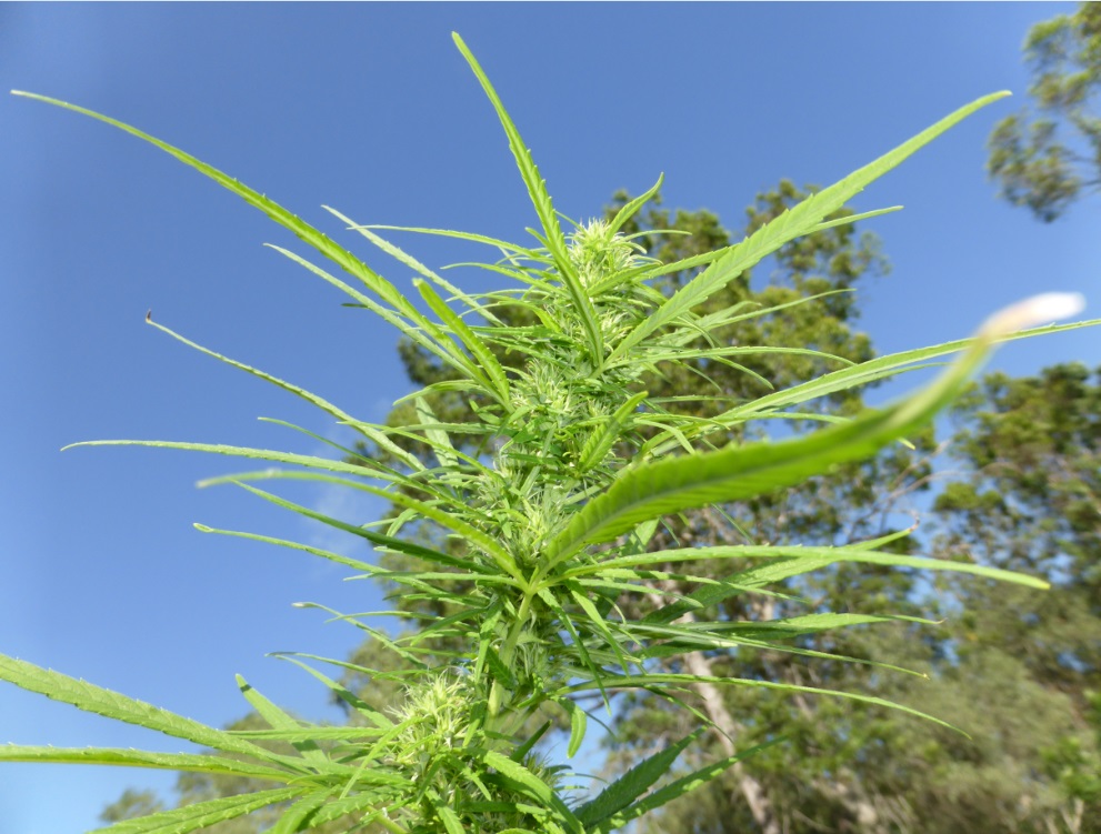 nimbin early flower big sativa leaves.jpg