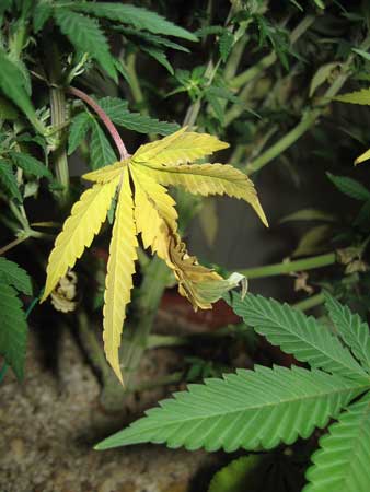 nitrogen-deficiency-wilted-leaf-sm.jpg